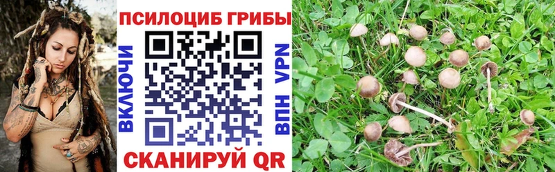 Псилоцибиновые грибы мицелий  Купить закладки  Тамбов 